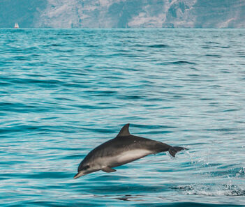 bus trip fort pierce florida dolphins
