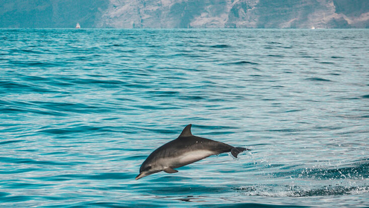 bus trip fort pierce florida dolphins