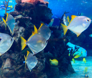 Exotic fish swimming in aquarium at Florida Aquarium. Things to do in Tampa with RedCoach