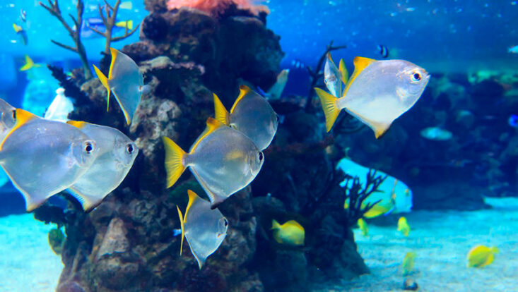 Exotic fish swimming in aquarium at Florida Aquarium. Things to do in Tampa with RedCoach