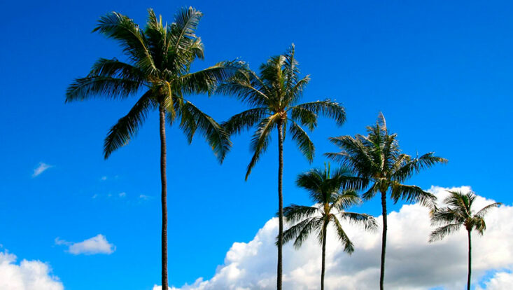 bus trip to west palm beach worth avenue