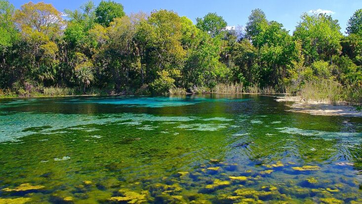ocala national forest