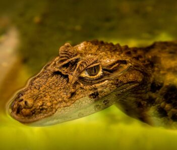 Alligator swimming at Zoo Tampa. Things to do in Tampa with RedCoach USA