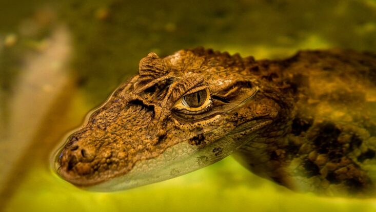 Alligator swimming at Zoo Tampa. Things to do in Tampa with RedCoach USA