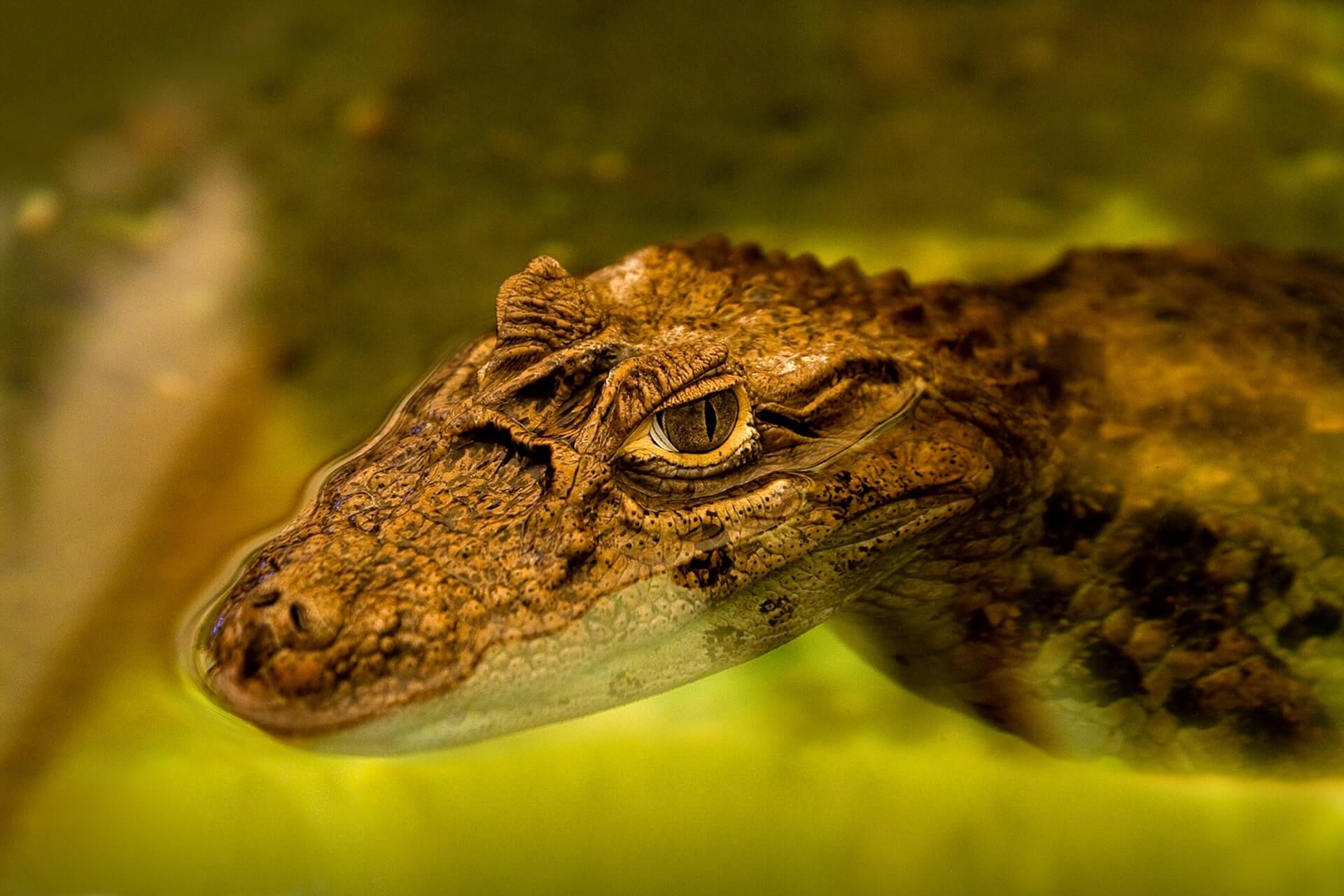 Alligator swimming at Zoo Tampa. Things to do in Tampa with RedCoach USA
