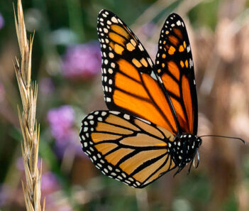 Gainesville butterfly inside garden. things to do in Gainesville bus trip with RedCoach USA