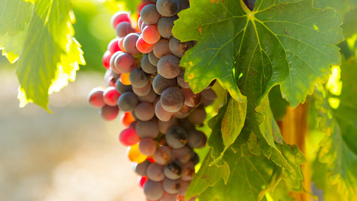 wine college station