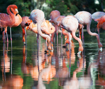 zoo houston