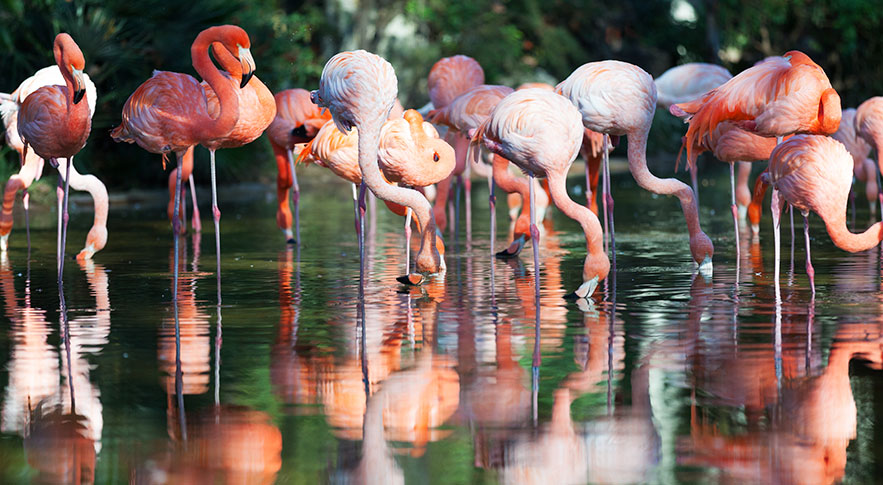 zoo houston