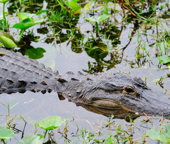 Alligator swimming in Sweetwater Wetlands Park gainesville things to do RedCoach USA
