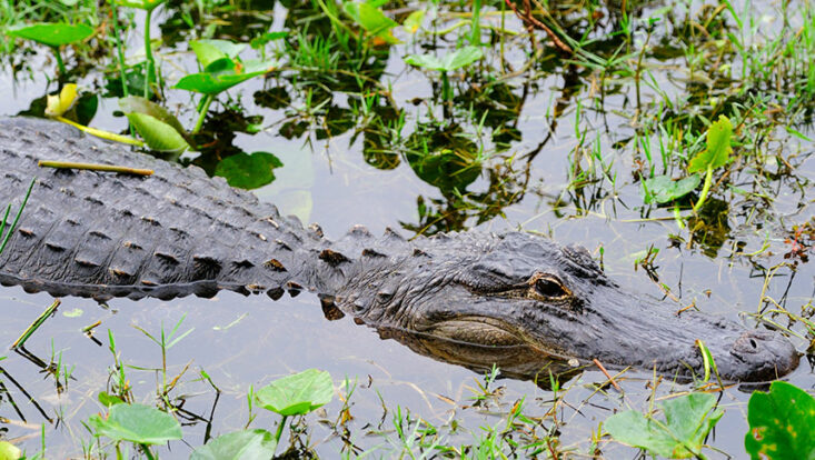 Alligator swimming in Sweetwater Wetlands Park gainesville things to do RedCoach USA