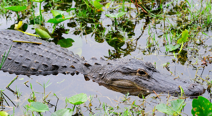 Alligator swimming in Sweetwater Wetlands Park gainesville things to do RedCoach USA